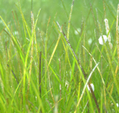 Seagrass